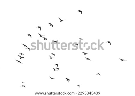 bird, fly, isolate, seaguls, flock