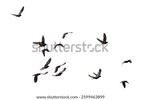 bird, fly, seagul, isolate, flock