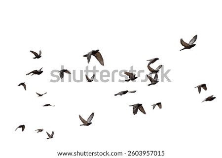bird, fly, seagul, isolate, flock