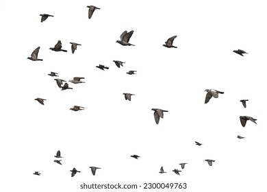 bird, fly, silhouette, group, object - Powered by Shutterstock