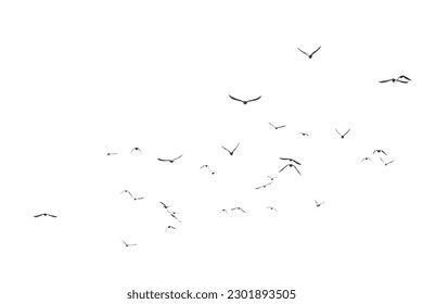 bird, fly, silhouette, group, object - Powered by Shutterstock