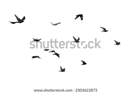 bird, fly, silhouette, group, object