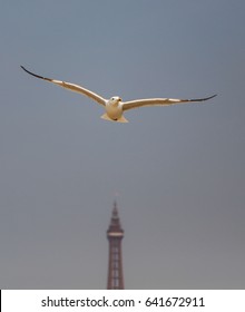 Bird Flying Above The Blackpool