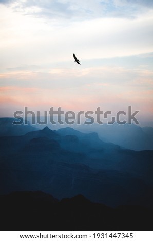 Bird flying above a canyon, either an eagle, hawk, or falcon