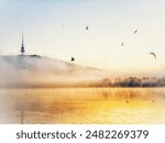 Bird flying among the fog on Canberra’s Lake Burley Griffin.