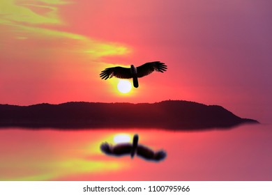 Bird Flying Back Home And Sunset On The Mountain With Reflection On Water 