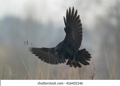 Bird - flying Black Raven (Corvus corax) in autumn time. Looking for something to eat.