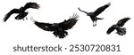 Bird flying black raven isolated on white background Corvus corax. Halloween silhouette of a black bird in flight cut out on a white background for use in graphic arts - mix four birds