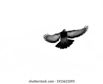 Black Bird Images, Stock Photos & Vectors | Shutterstock