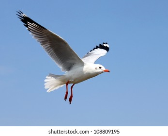 The Bird Flying In The Blue Sky.