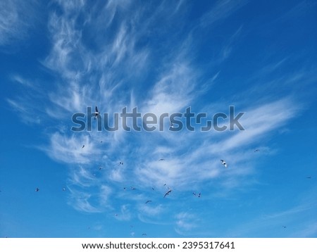 Similar – Migratory birds in the evening sky