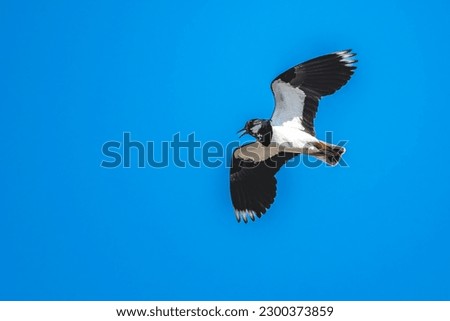 A bird flying in a blue sky with a copy space. Northern lapwing, Vanellus vanellus. Lake Neusiedl - Seewinkel National Park, Austria. Stock photo © 