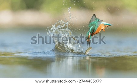 bird flying catch fish at river 