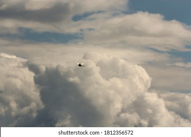 Bird flying in the clouds.
