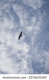 Bird Flying in the Clouds