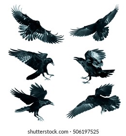 Bird - flying Common Ravens (Corvus corax) isolated on white background. Halloween - mix six birds
