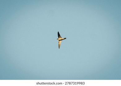Bird flying dynamically in the sky with wings spread during aerial maneuver.