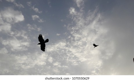 bird flying in eautiful cloudy sky