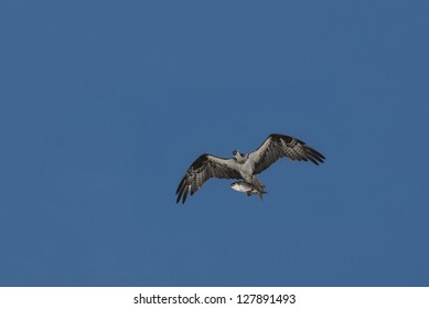 Bird Flying Fish Stock Photo 127891493 | Shutterstock