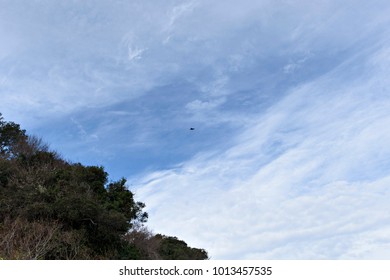 A Bird Flying High
