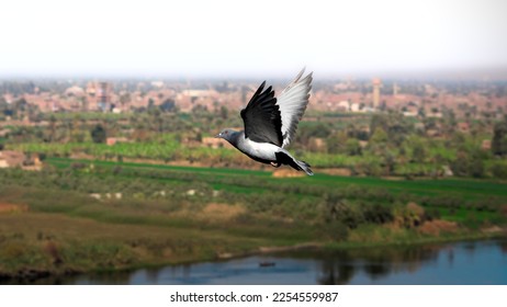 Bird Flying high over a city and green farms. Aerial view of a domestic rock pigeon flying over Agricultural fields in Sohag city, Nile valley, Egypt