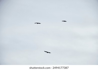 A bird is flying high in the sky above a snowy mountain. The sky is clear and the bird is soaring through the air - Powered by Shutterstock