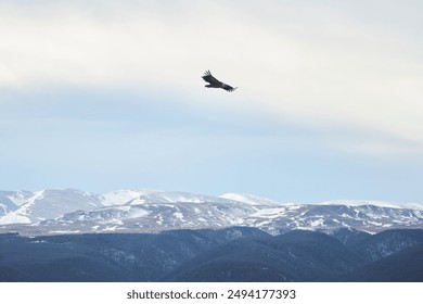 A bird is flying high in the sky above a snowy mountain. The sky is clear and the bird is soaring through the air - Powered by Shutterstock