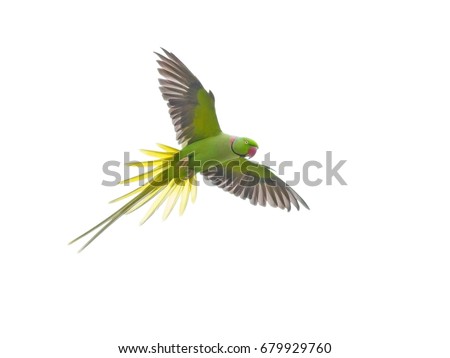 Bird flying isolated on white background, Alexandrine Parakeet (Psittacula eupatria) bird.