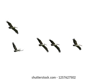 2,490 Pelican flying silhouette Images, Stock Photos & Vectors ...