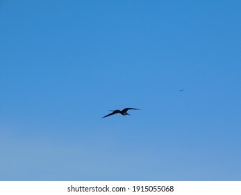 白い鳥 の画像 写真素材 ベクター画像 Shutterstock