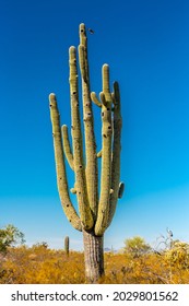 Bird Flying To Nest At The Top Of Saguaro Cactus In Sonoran Desert