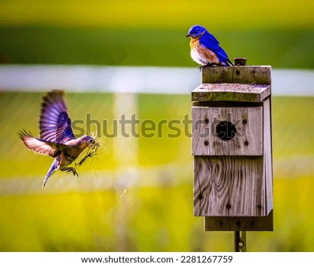 A bird flying next to a birdhouse,the beauty of nature.