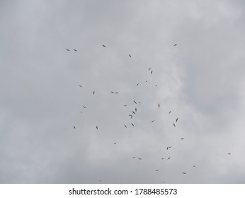 bird flying on blue sky - Shutterstock ID 1788485573
