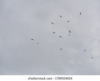 bird flying on blue sky - Shutterstock ID 1789054034