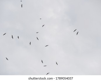 bird flying on blue sky - Shutterstock ID 1789054037