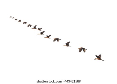 Bird Flying On White Background Stock Photo 443421589 | Shutterstock