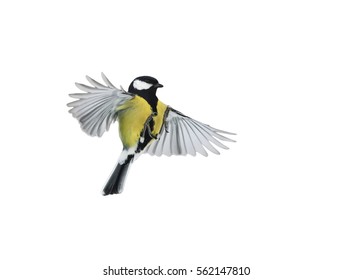 bird flying on a white background is widely spread its wings and feathers