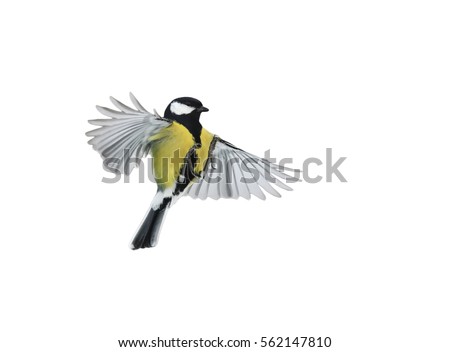 bird flying on a white background is widely spread its wings and feathers