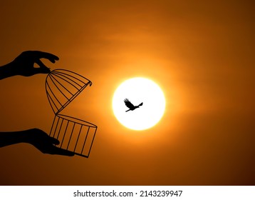 Bird Flying Out of Cage, Freedom Concept, freeing Bird from the cage, bird In cage Set Free, Freedom for animals. - Shutterstock ID 2143239947