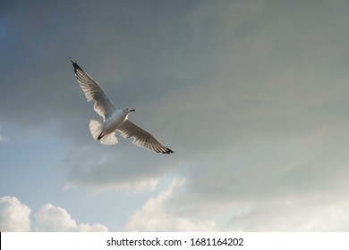 Bird Flying Out Of Storm Cloud To Sunlight (Out Of Trouble ,a Better Tomorrow, A Better Future, Concept)