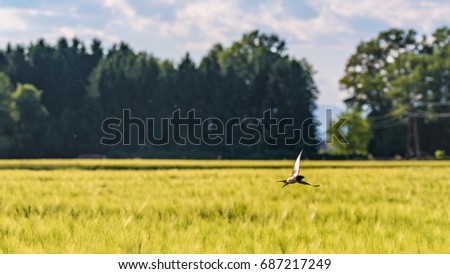 Bird flying over a field of wheat in Austria