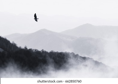 bird flying over misty hills, monochrome nature landscape
