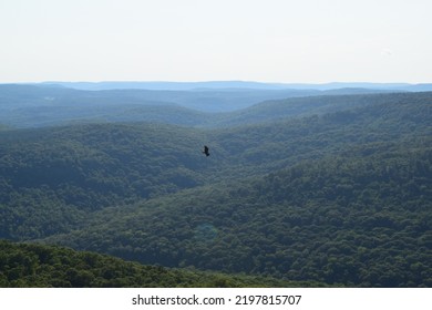 Bird Flying Over Ozark Mountains In Arkansas