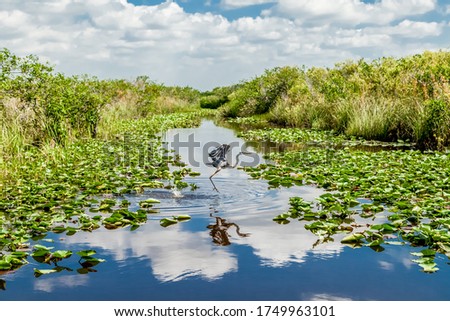 Bird flying over the swamp in Everglades national park in Florida