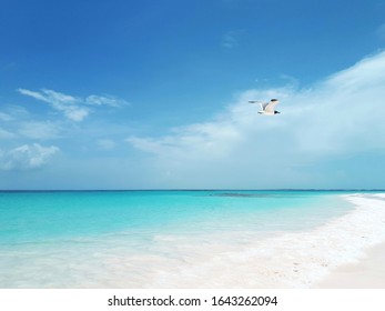 bird flying over turquoise water  - Powered by Shutterstock