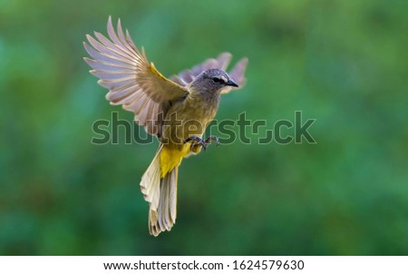 A bird flying in park of Thailand.