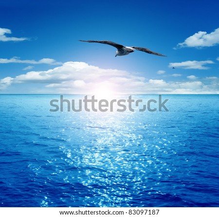 Bird flying past the rising sun. Dawn on the sea. A flying seagull.