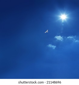 The Bird Is Flying In Peace Full Blue Sky