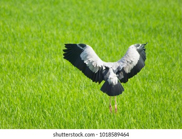 Bird  is  flying up from rice fields