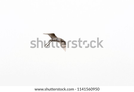 Similar – Image, Stock Photo Crane flying over a field in front of a group of trees